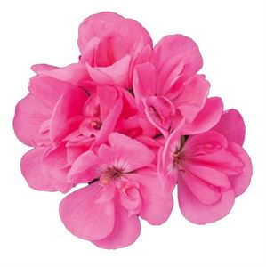 Afbeelding van Geranium Staand P12 Dolce Vita Anne